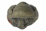 Wide, Bumpy, Enrolled Morocops Trilobite #125155-2